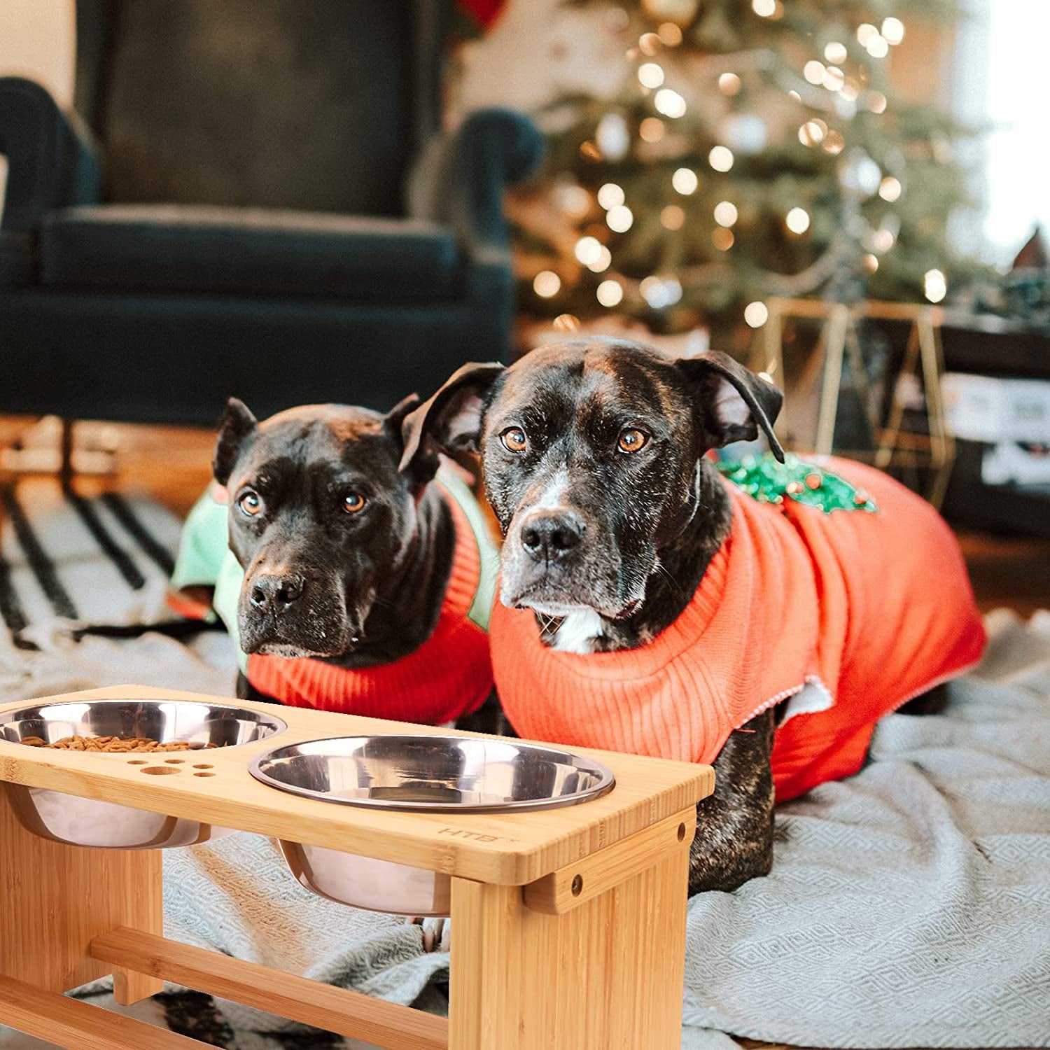 Elevated Dog Bowl Stand with Two Stainless Steel Bowls for Small, Medium, and Large Dogs
